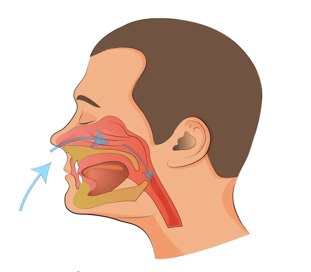 Side view diagram showing airflow during breathing, illustrating how mouth breathing affects health at Redemption Orthodontics in Tallahassee, FL.
